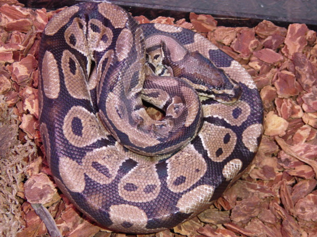 ball, het albino, male 400 grams