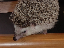 hedgy