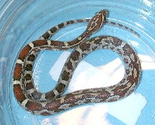 aztec corn X reg