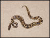 monte python