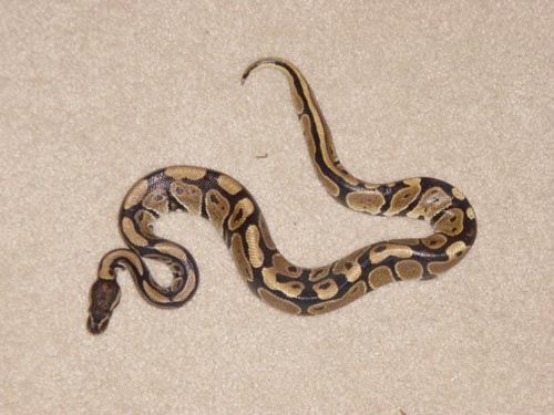 monte python