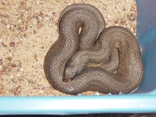 easten hognose