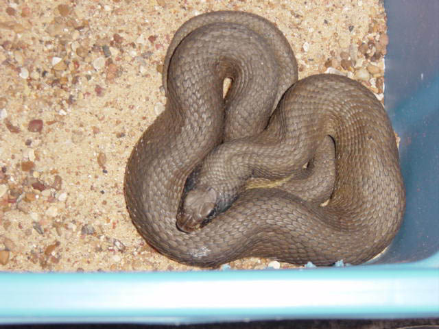 easten hognose