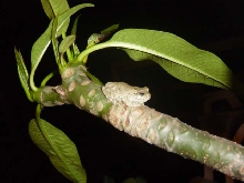 tree frog