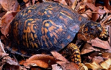 Female Eastern Boxie