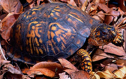 Female Eastern Boxie