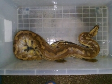 blood or borneo short tail