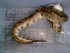 blood or short tail python