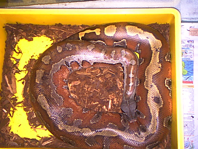 posibbly gravid female