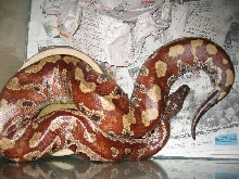 really red adult female indonesian blood