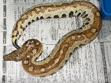 side striped baby blood