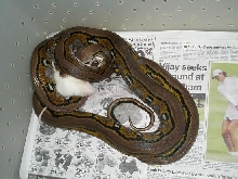 full stripe retic