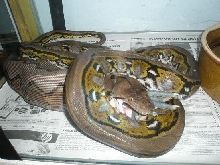 full stripe retic