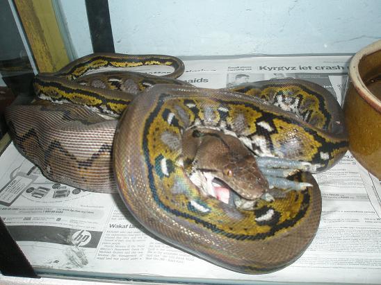 full stripe retic