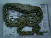 female stripe retic