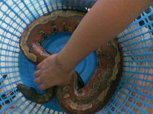 my lovely female blood python