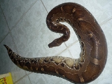 black or borneo