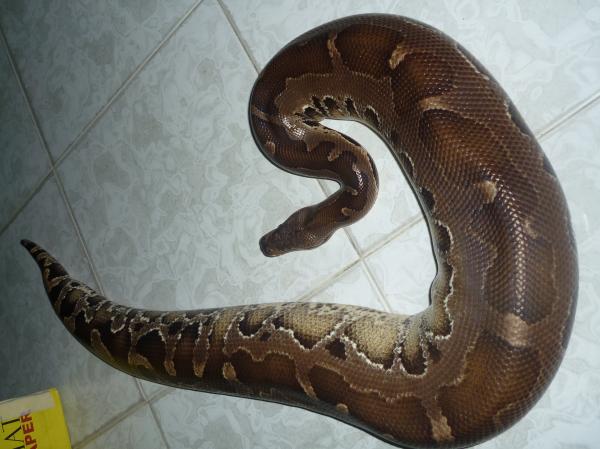 black or borneo
