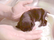 This is newborn Bailey!