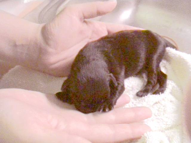 This is newborn Bailey!