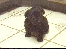 This is Bailey!