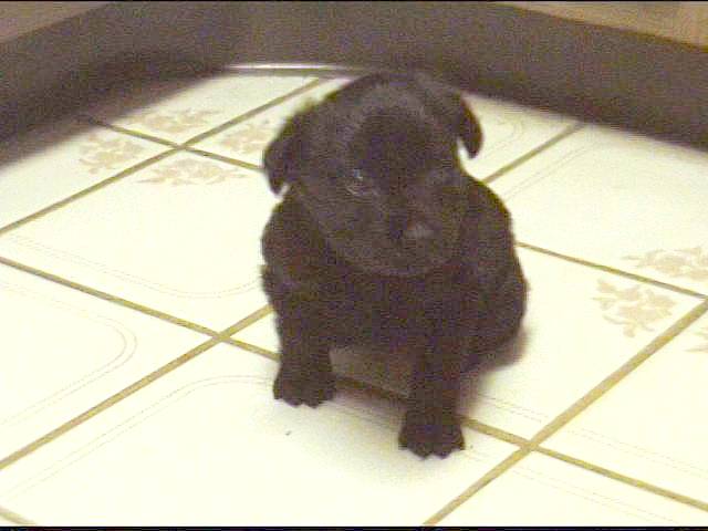 This is Bailey!