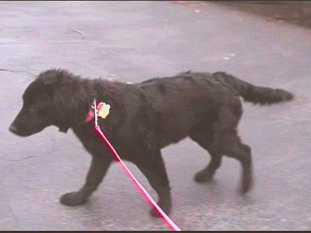 This is older Bailey!
