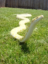 Albino Burmese