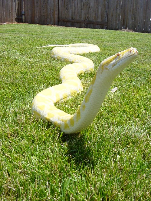 Albino Burmese