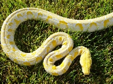 Albino Retic Male