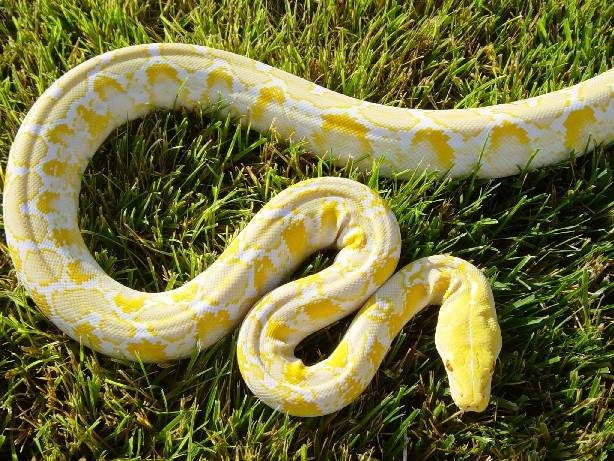 Albino Retic Male
