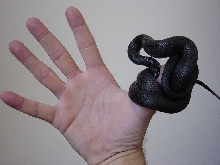 Mr. Hand has a new friend