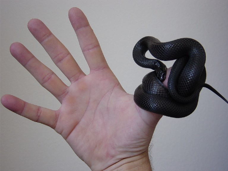 Mr. Hand has a new friend