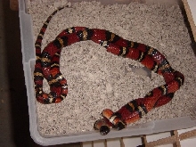 Mexican Milk Mating