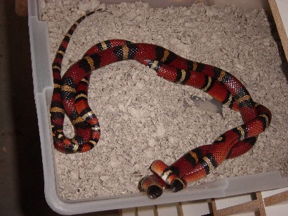 Mexican Milk Mating