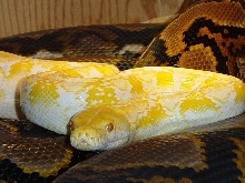 Albino Retic Male with big Mama