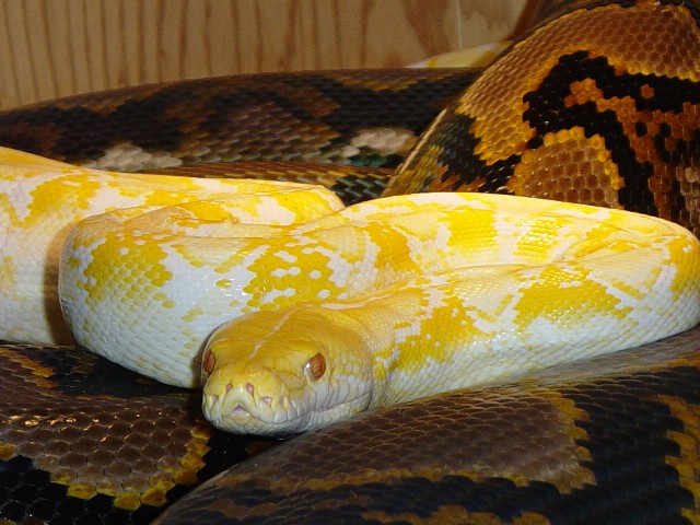 Albino Retic Male with big Mama