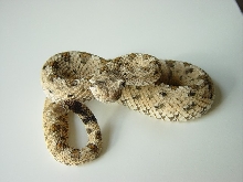 Sidewinder