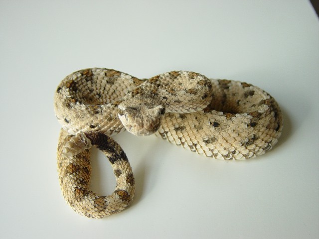 Sidewinder