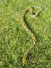 Tiger Retic Het Albino
