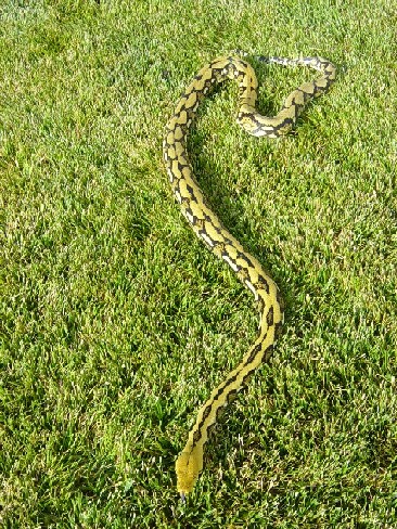 Tiger Retic Het Albino