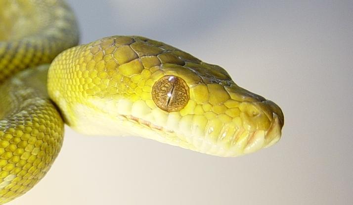 Scrub Python