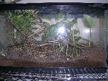 10 gal for hatchling u. phantasticus