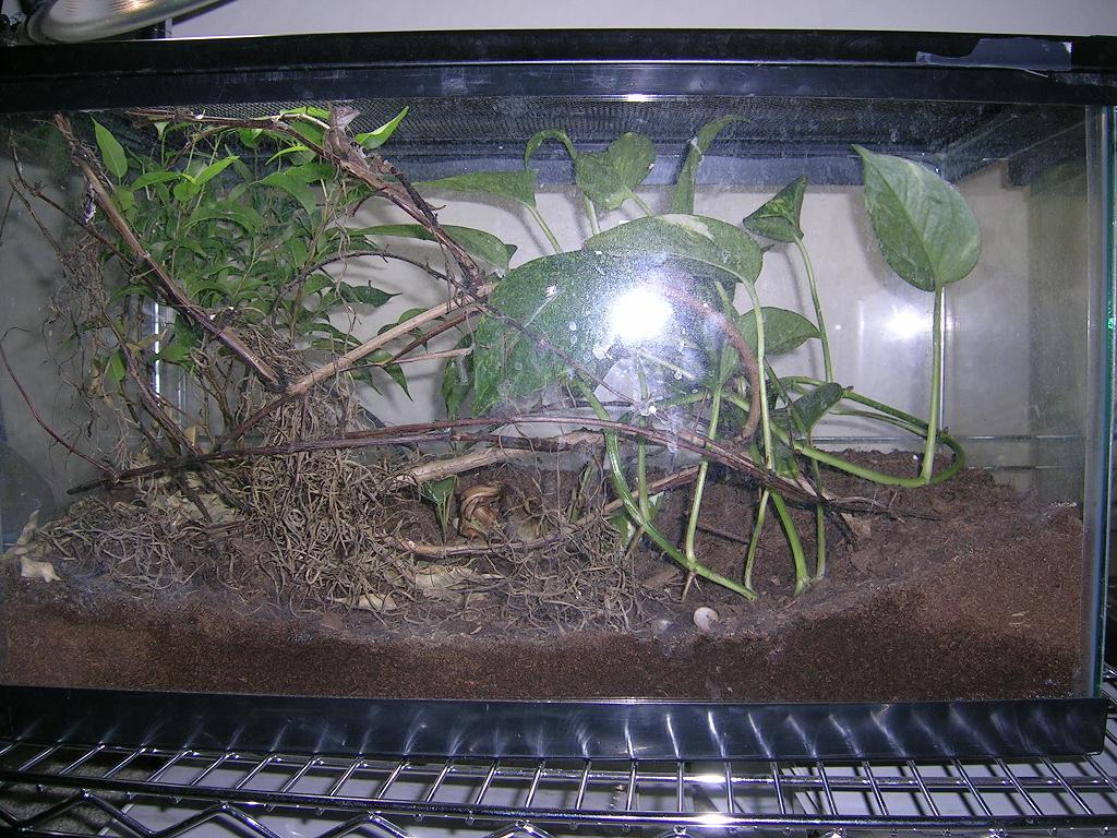 10 gal for hatchling u. phantasticus