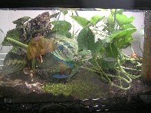 10 gal quarantine