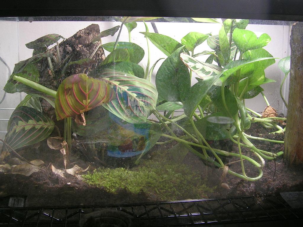 10 gal quarantine