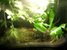 15 gal for anoles