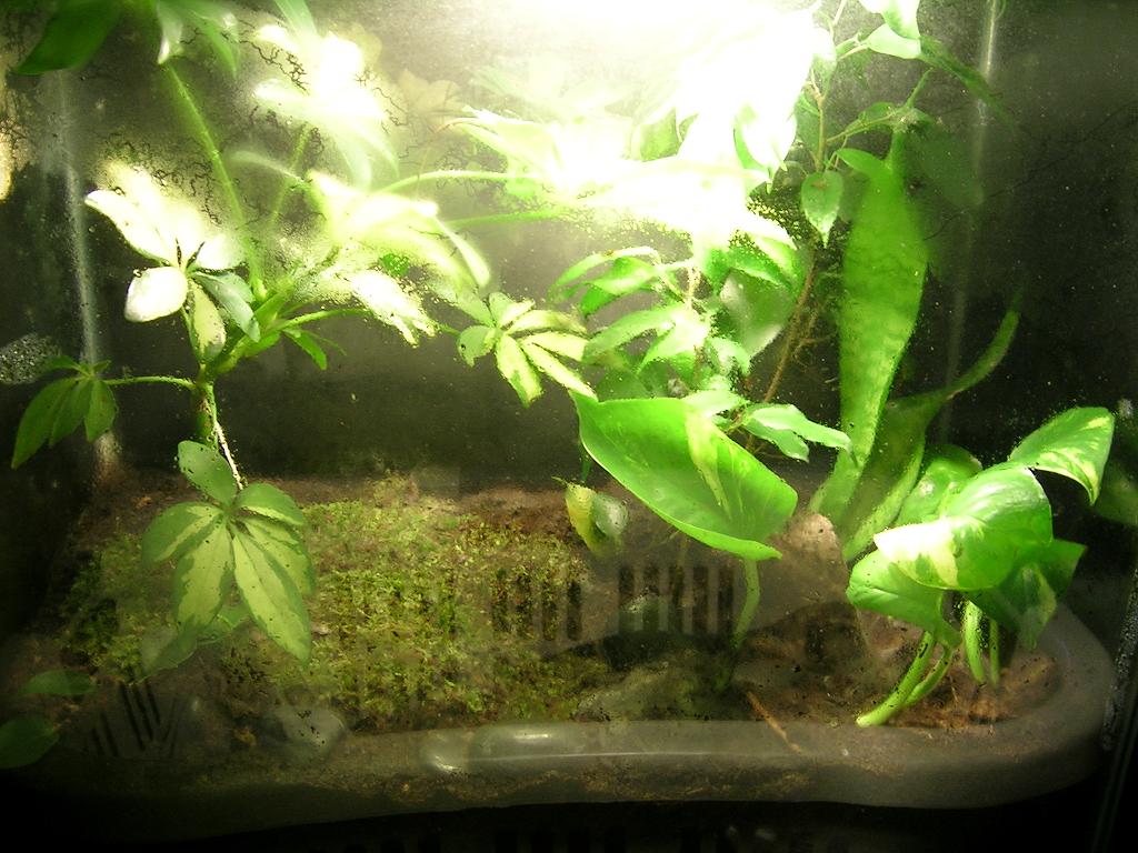 15 gal for anoles