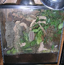 30 gal tall with u. pietschmanni