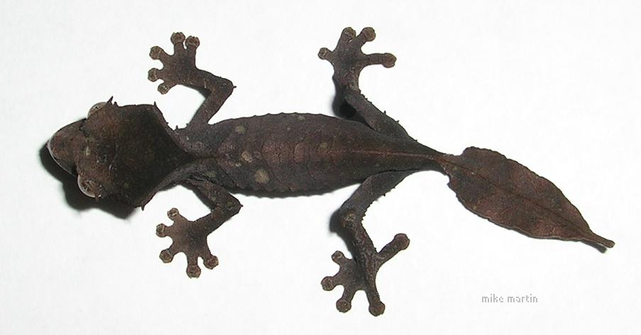 more CB hatchlings!